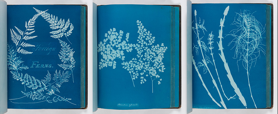 Three cyanotypes of ferns 