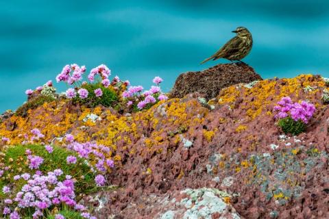 Bird perched on rock surrounded by flowers