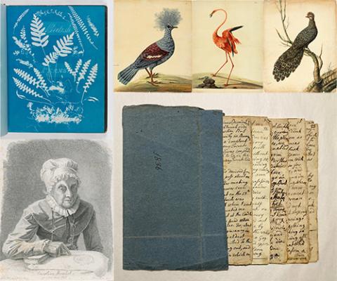 A selection of images: illustrations of birds, a handwritten manuscript, a drawing of an elderly lady, and a selection of ferns