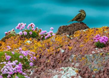 Bird perched on rock surrounded by flowers