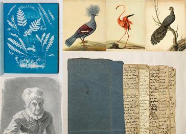 A selection of images: illustrations of birds, a handwritten manuscript, a drawing of an elderly lady, and a selection of ferns